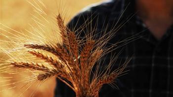 Mısır, arpa ve buğday kırığı ihracı kayda bağlı mallar listesine alındı