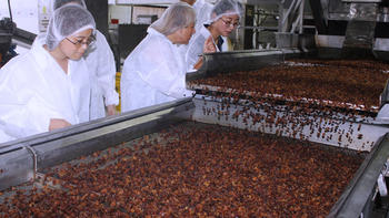 Çinliler, kuru üzüm için Alaşehir'de